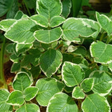 2 Variegated Cuban Oregano Live Plant Per Pot, 3-6 Inches Tall, Herb Oregano Plant Live, Fragrant Perennial Herb for Gardening, Indoor Outdoor Herb Plant
