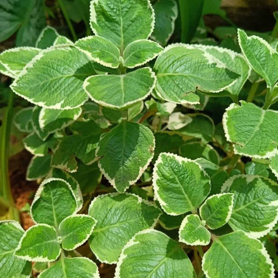 2 Variegated Cuban Oregano Live Plant Per Pot, 3-6 Inches Tall, Herb Oregano Plant Live, Fragrant Perennial Herb for Gardening, Indoor Outdoor Herb Plant