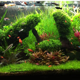 Pack 300 Aquarium Water Grass Seeds - Water Grass Ground Covering Seeds Plants for Landscaping and Aquarium Decoration