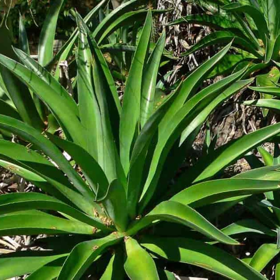 Live Green Foxtail Agave Tree Live Plant, 1 Year Old 8" in Tall in 4" Pot for Outdoor Succulent Cactus, Very Hardy