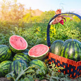 Pack 100 Sweet Watermelon Seeds, Watermelon Seeds for Planting, Heirloom, High Yield Sweet Melon Seed for Beds or Outdoor Garden