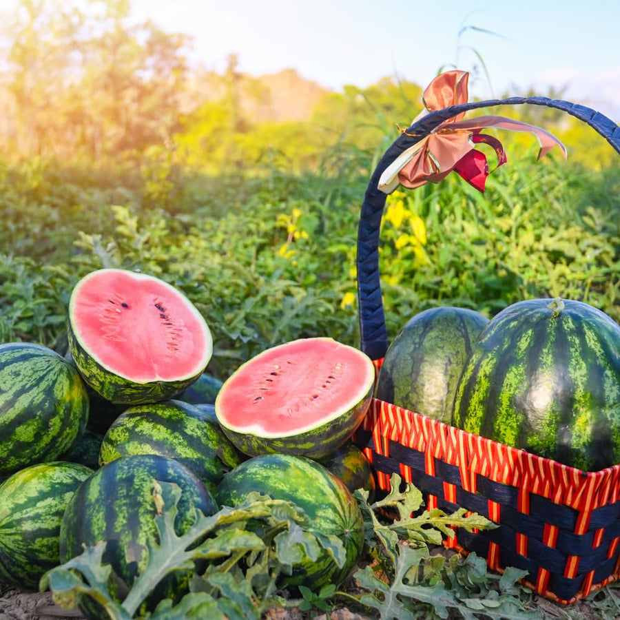 Pack 100 Sweet Watermelon Seeds, Watermelon Seeds for Planting, Heirloom, High Yield Sweet Melon Seed for Beds or Outdoor Garden