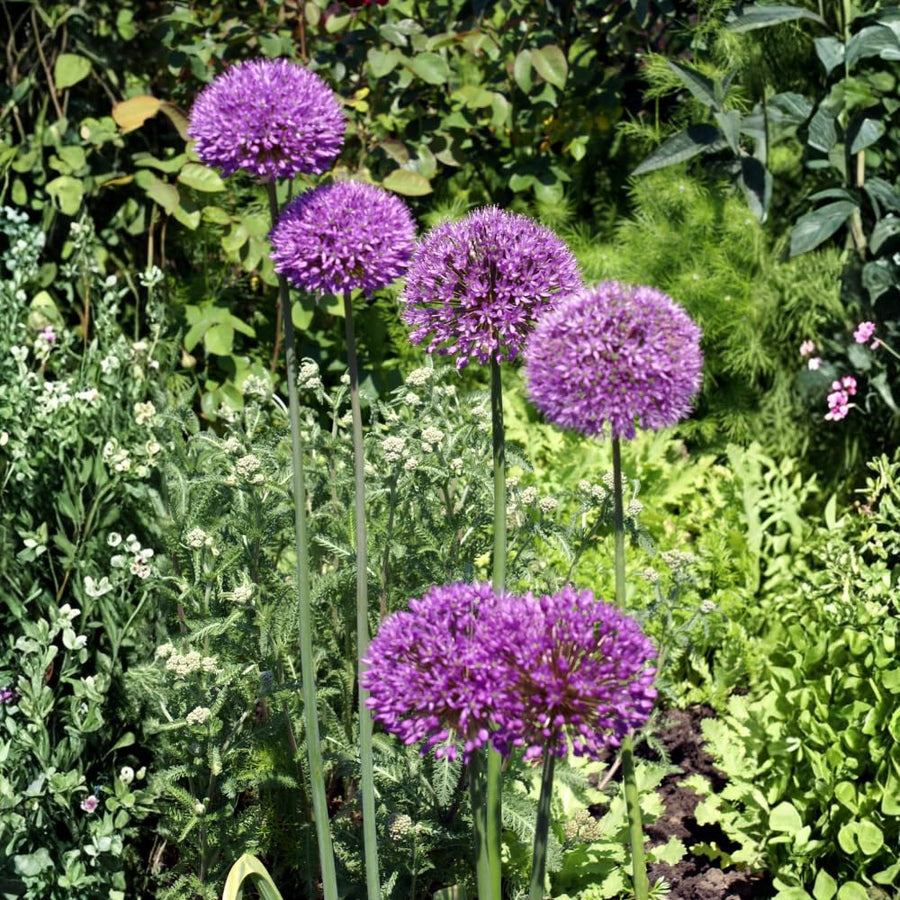 3 Purple Allium Bulbs for Planting - Large Bulbs, Ornamental Onion Allium Flower Bulb, Spring Blooming Garden Flowers, Outdoor Landscaping Plants