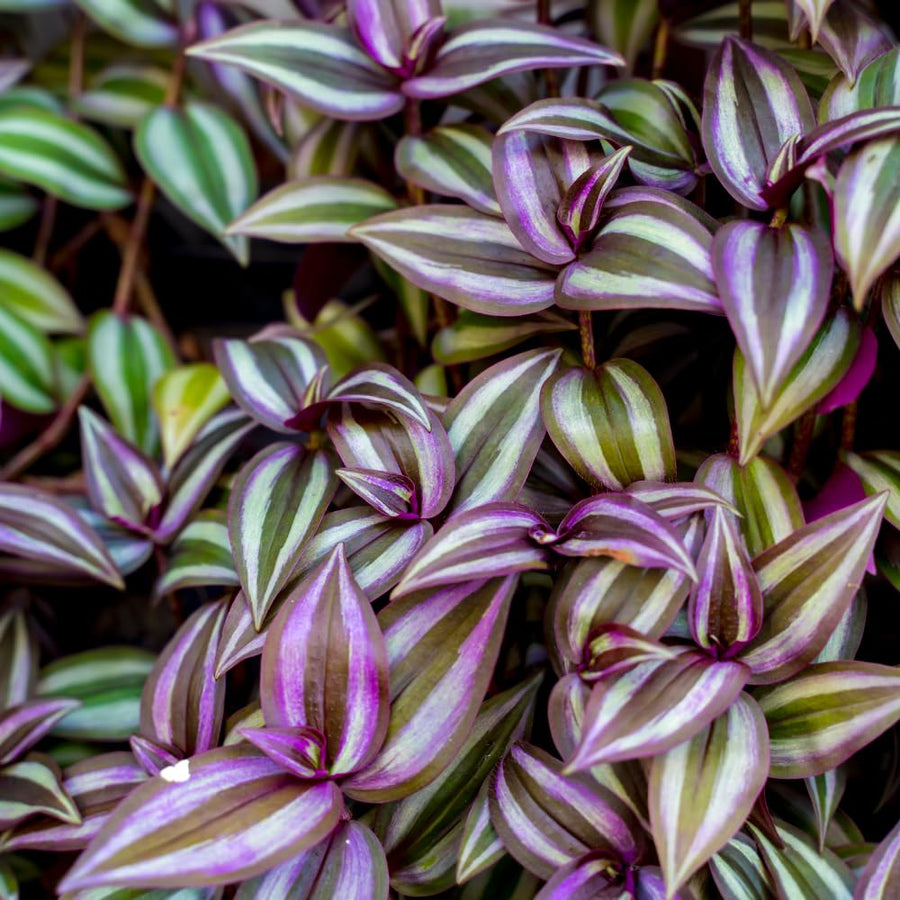 Purple Wandering Jew Plant Live, Tradescantia Zebrina Plants, 4 Inch Pot for Growing