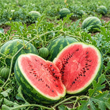 Pack of 50 Sugar Watermelon Seeds, Red Watermelon Live Plant, Sweet Fruit, Melon Seed for Outdoor Garden and Home Growing
