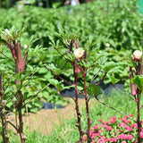 2 Live Red Okra Plants, 4 to 8 Inches Tall, Okra Starter Plants, Fast-Growing Vegetable Plants for Raised Beds and Gardens