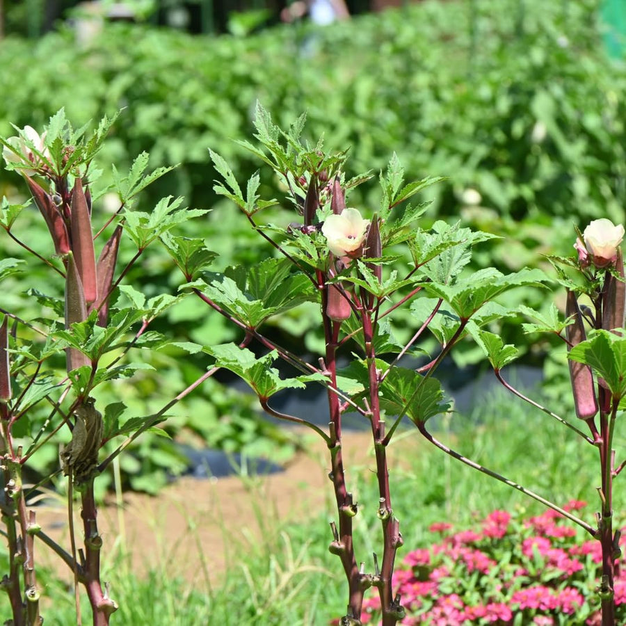 2 Live Red Okra Plants, 4 to 8 Inches Tall, Okra Starter Plants, Fast-Growing Vegetable Plants for Raised Beds and Gardens