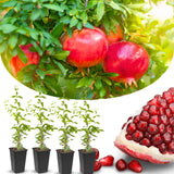 Red Pomegranate Tree Plant Live in 4" Pot, Sweet Red Pink Color for Spring Planting