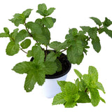TANKDA Sets 2 Live Mint Plants Herb in 3.5" Pot, Fresh Spearmint for Indoor Outdoor Growing, Spring Planting, 5-9" in Tall