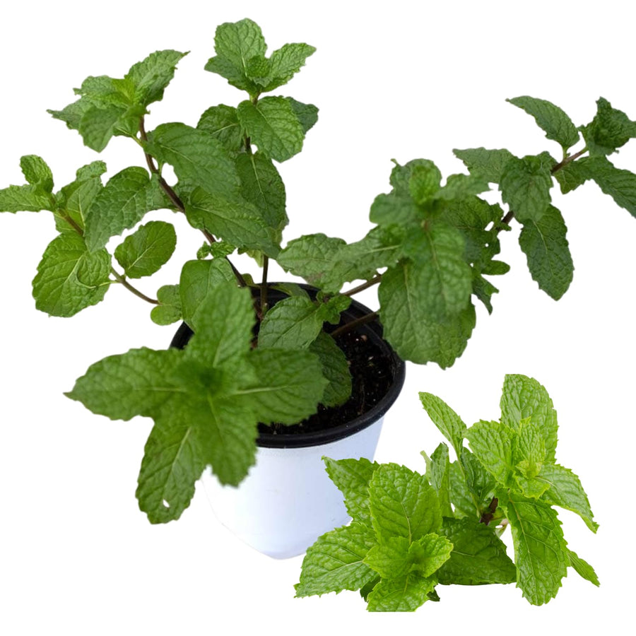 TANKDA Sets 2 Live Mint Plants Herb in 3.5" Pot, Fresh Spearmint for Indoor Outdoor Growing, Spring Planting, 5-9" in Tall