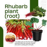 5 Red Rhubarb Plants Roots, Large Rhubarb Crowns Bare Root, Hardy Perennial Vegetable Roots, Easy to Plant, High Yields