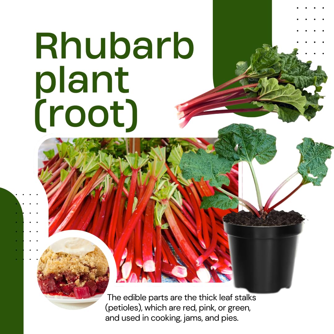 5 Red Rhubarb Plants Roots, Large Rhubarb Crowns Bare Root, Hardy Perennial Vegetable Roots, Easy to Plant, High Yields