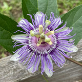 Purple Maypop Passion Flower Vine Plant, 4-7 Inch Starter Plant - Cold Hardy Passiflora Incarnata Climbing Vine, Vibrant Blooms, Passiflora Plant in Soil