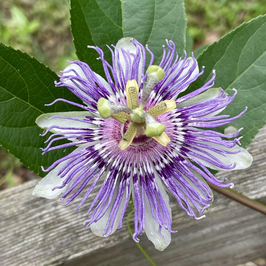 Purple Maypop Passion Flower Vine Plant, 4-7 Inch Starter Plant - Cold Hardy Passiflora Incarnata Climbing Vine, Vibrant Blooms, Passiflora Plant in Soil