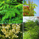 2 Moringa Trees Live Plants, Moringa Oleifera Drumstick Plant Live, 4 Inc Pot, Herb Garden Planting Outdoor