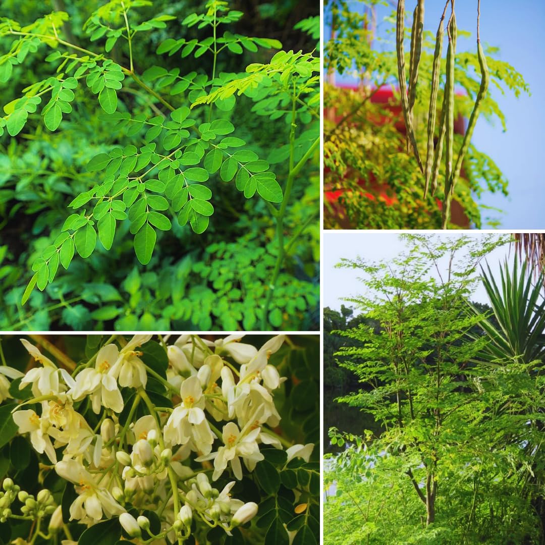 2 Moringa Trees Live Plants, Moringa Oleifera Drumstick Plant Live, 4 Inc Pot, Herb Garden Planting Outdoor