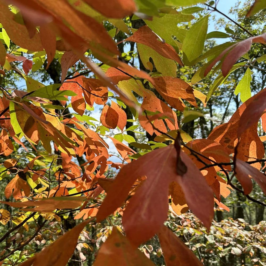 Set of 2 Sassafras Seedlings Plant, 12-18" Tall, Sassafras Live Trees for Outdoor Planting, Bare Root in Winter