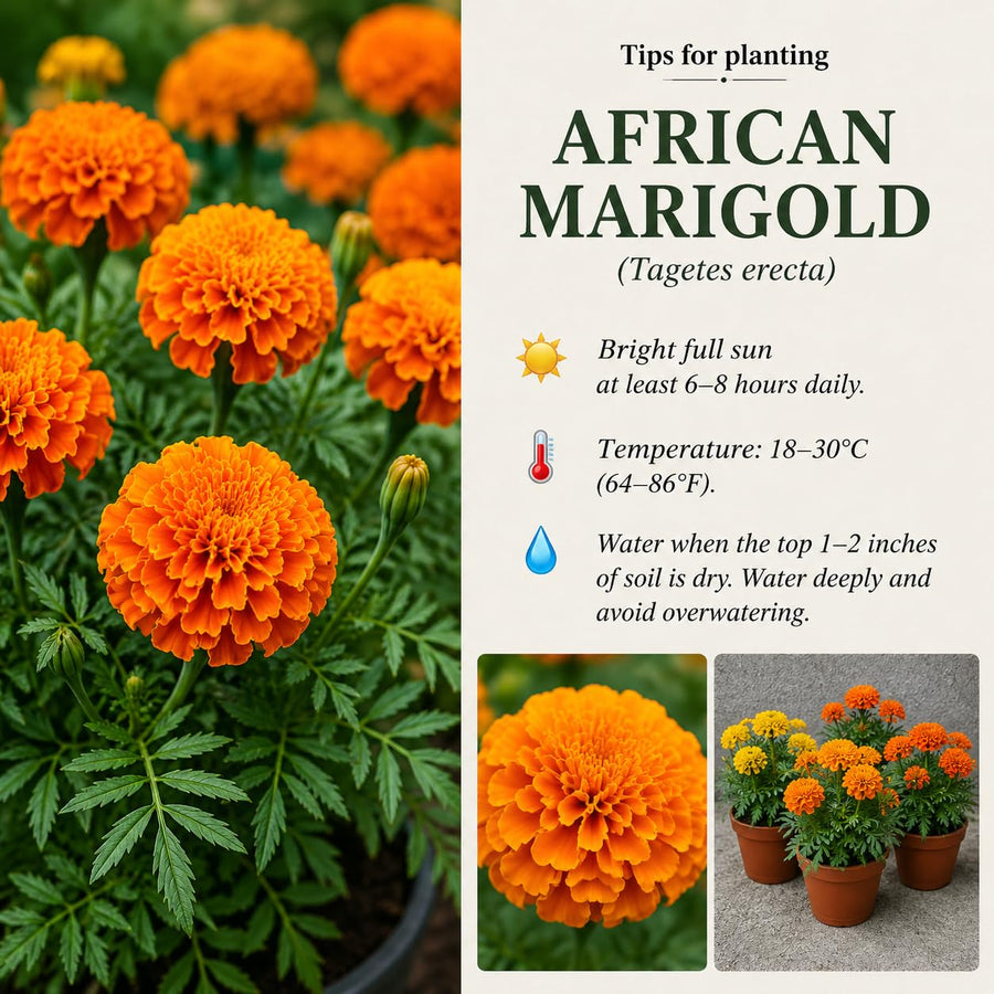 Orange African Marigold Plant 6-10 Inches, 4 Inch Pot, Hardy Marigold Flowers, Live Flowering Garden Plant for Planting