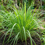 Set 250 Lemongrass Seeds, Lemongrass Seeds for Planting, Fragrant Herbs for Patio and Outdoor Garden