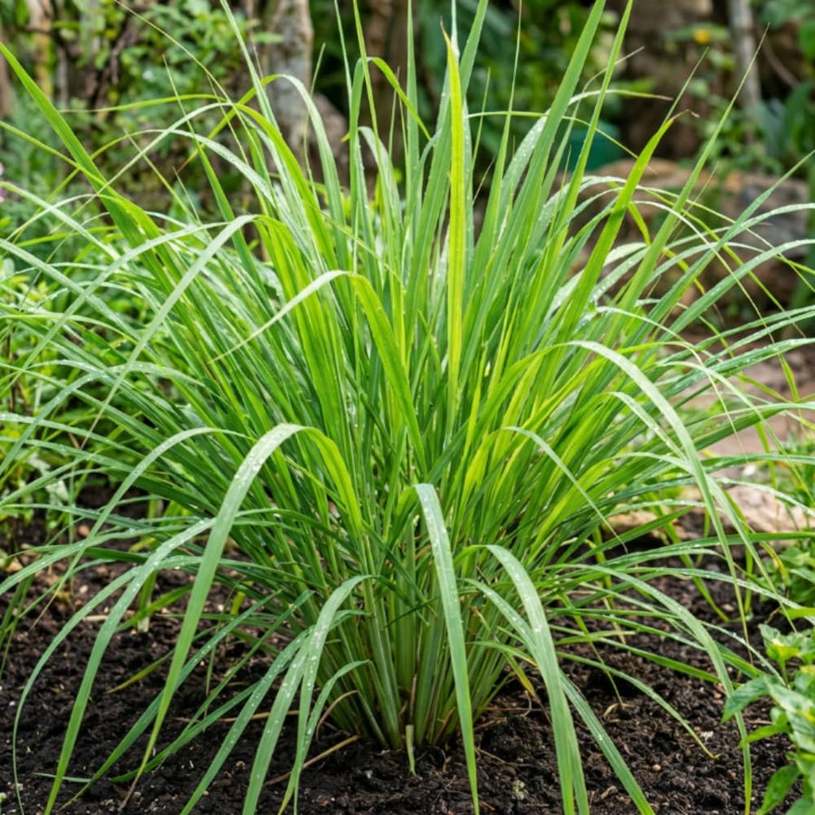 Set 250 Lemongrass Seeds, Lemongrass Seeds for Planting, Fragrant Herbs for Patio and Outdoor Garden