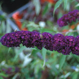 2 Butterfly Bush Shrubs Plants, Black Butterfly Bush Live Plants Trees Shrub for Planting Garden Indoor Outdoor
