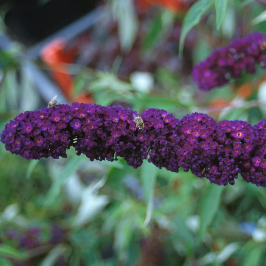 2 Butterfly Bush Shrubs Plants, Black Butterfly Bush Live Plants Trees Shrub for Planting Garden Indoor Outdoor