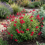 Red Salvia Live Plant in 4 Inch Pot, Bright Red Blooming Salvia Perennial Flower for Outdoor Garden and Containers