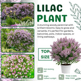 Light Pink Lilac Bushes Live Plant, Well Rooted Lilac in Quart Pot, Hardy Fragrant Spring Blooms, 8-12'' Tall