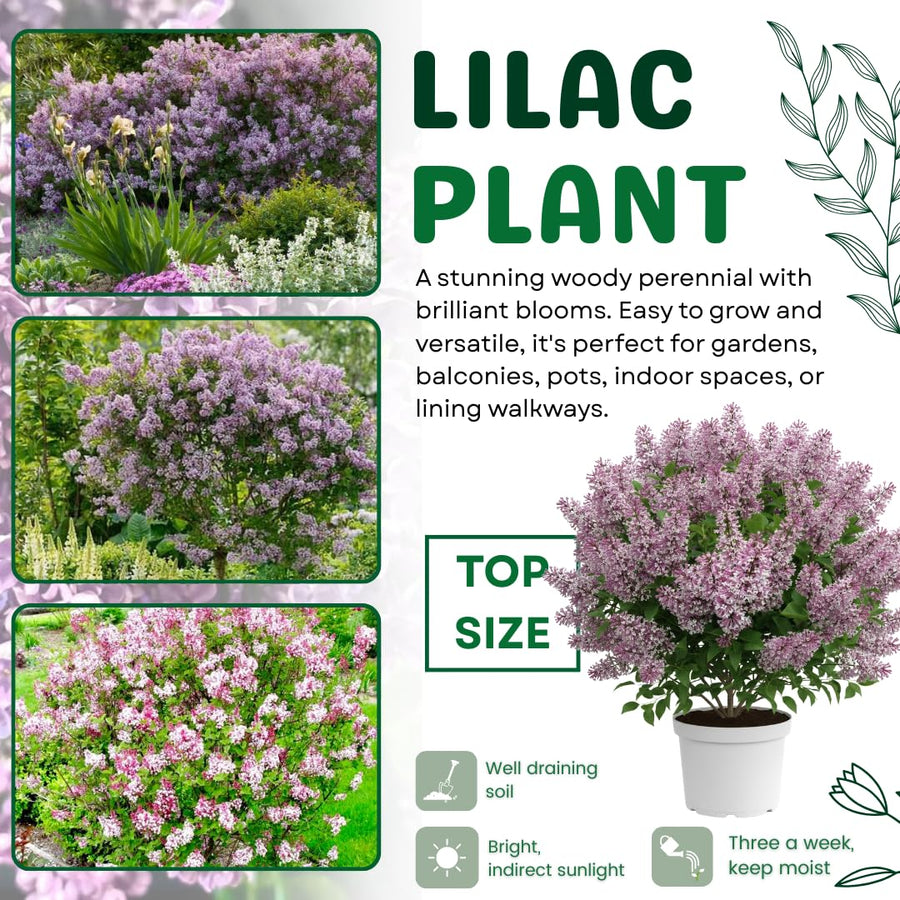 Light Pink Lilac Bushes Live Plant, Well Rooted Lilac in Quart Pot, Hardy Fragrant Spring Blooms, 8-12'' Tall