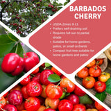 Live Barbados Cherry Tree Plant, Acerola Barbados Cherry Fruit Tree, 2 Feet Tall, Ready for Planting