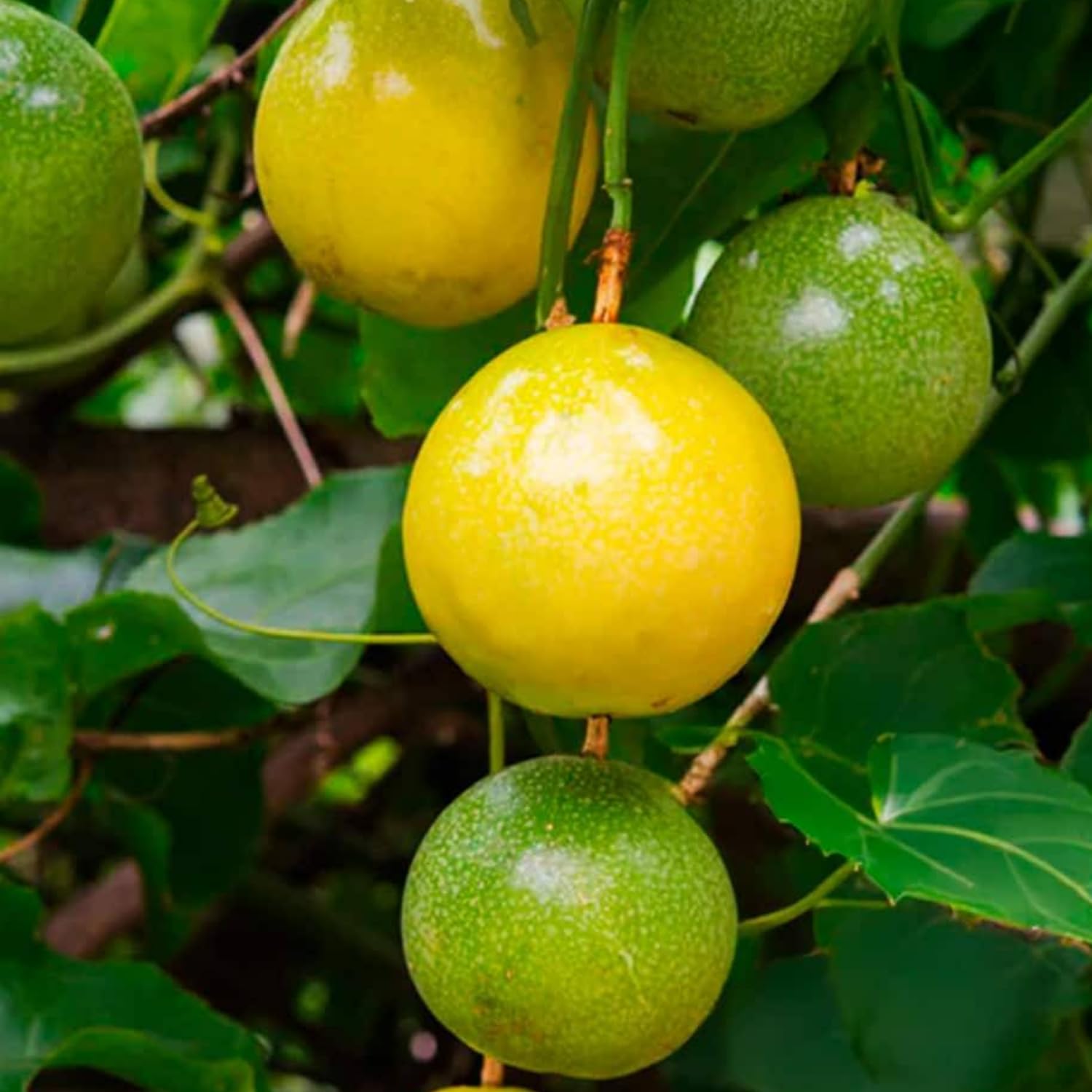 Yellow Passion Fruit Plant, 6-8 Tall Passiflora Plants in 4 Inch Pot, Tropical Passion Fruit Vine for Outdoor Growing, Passionfruit Seedling