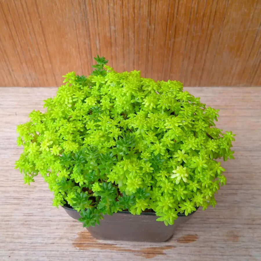 Sedum Plant Live, Small Sedum Succulent Plant, Succulent Live Plant Sedum in 6 Inches Pot for Planting in Garden