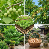 Ginkgo Tree Live Plant, Yellow Ginkgo Plant 4 to 6 Inch Tall in Pot, Cold Hardy, Low Maintenance Outdoor Garden Plant