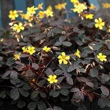 Burgundy Oxalis Triangularis Plant Live, 5-8 Inch Tall Shamrock Houseplant, Indoor Decorative Foliage Plant, No Pot, Yellow Flowers
