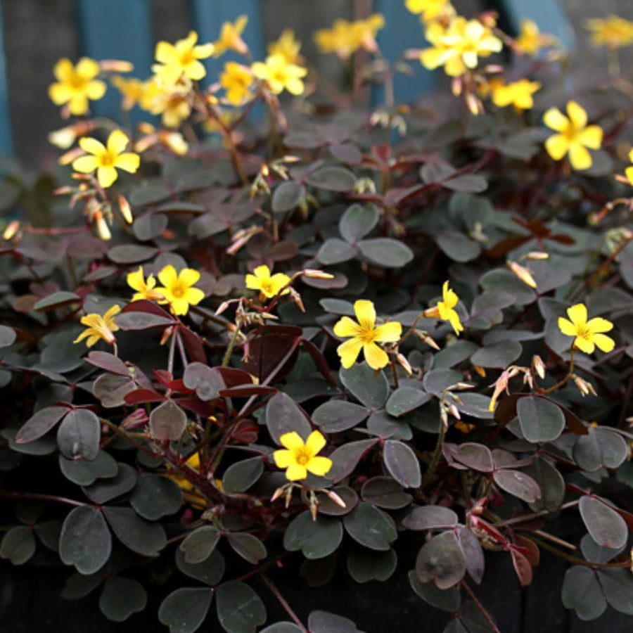 Burgundy Oxalis Triangularis Plant Live, 5-8 Inch Tall Shamrock Houseplant, Indoor Decorative Foliage Plant, No Pot, Yellow Flowers