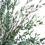 Eucalyptus Plant, Starter Eucalyptus Plant Live in 2.5" Pot, Cold Hardy, Fragrant Foliage, Ready to Grow Indoor Outdoor (Parvifolia)