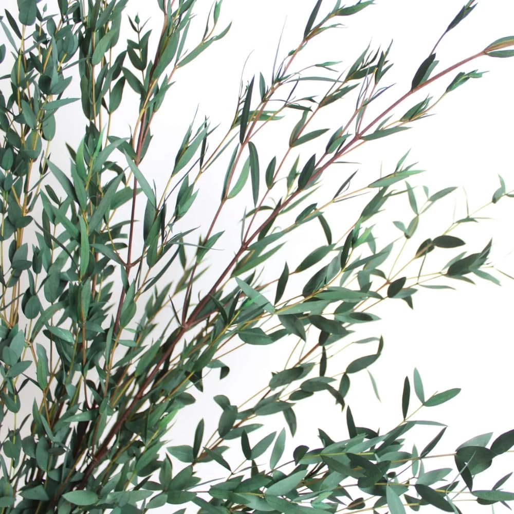 Eucalyptus Plant, Starter Eucalyptus Plant Live in 2.5" Pot, Cold Hardy, Fragrant Foliage, Ready to Grow Indoor Outdoor (Parvifolia)
