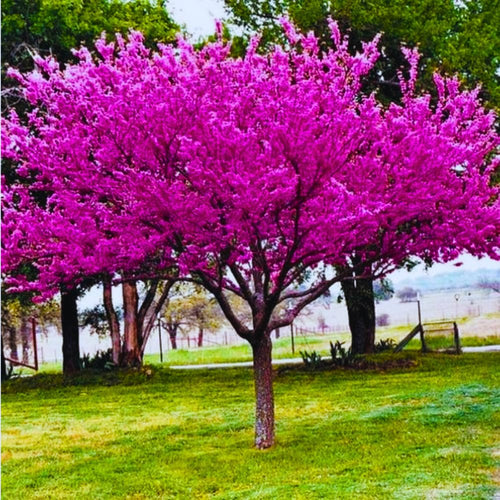 Eastern Redbud Trees Plant Live, Dormant 6 to 12 Inc Tall, American Red Bud Trees Live Plants Bare Roots for Planting Outdoor