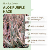 Aloe Purple Live, Aloe Purple Succulent Plant Live Indoor, 4 Inches Pot