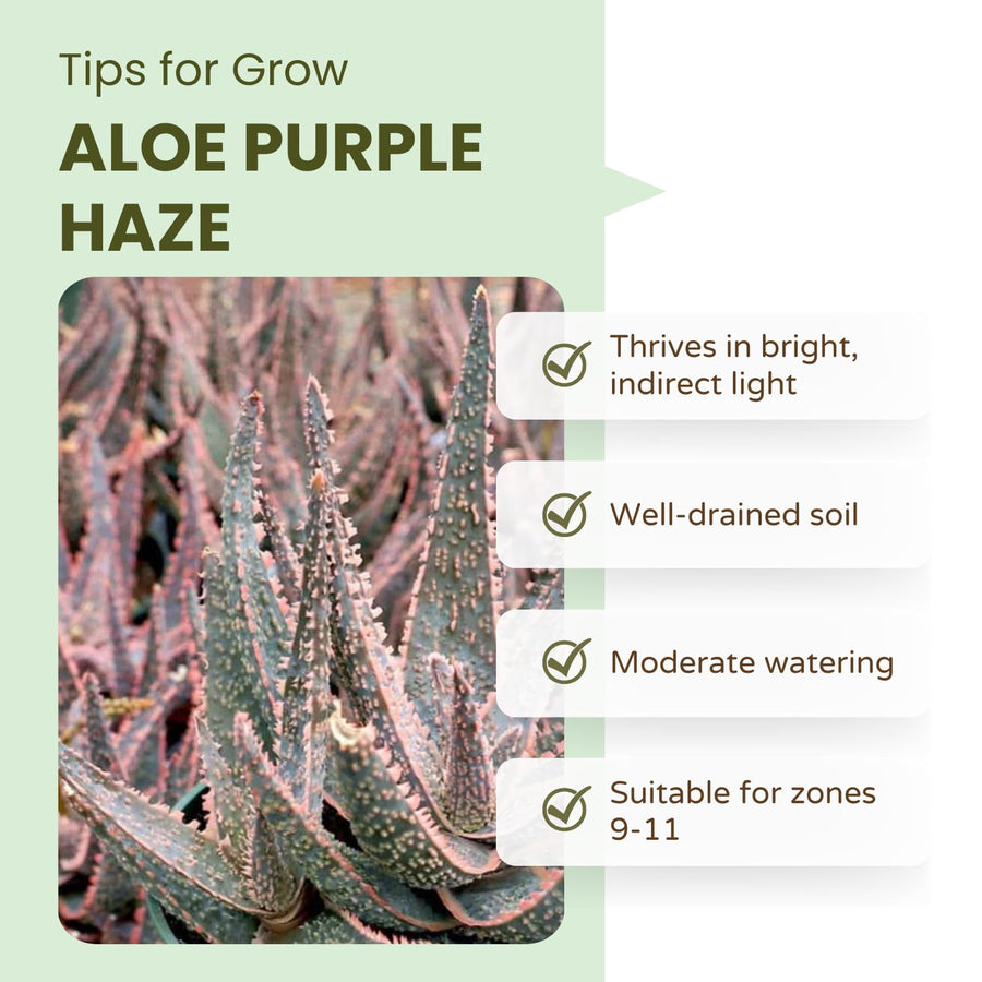 Aloe Purple Live, Aloe Purple Succulent Plant Live Indoor, 4 Inches Pot