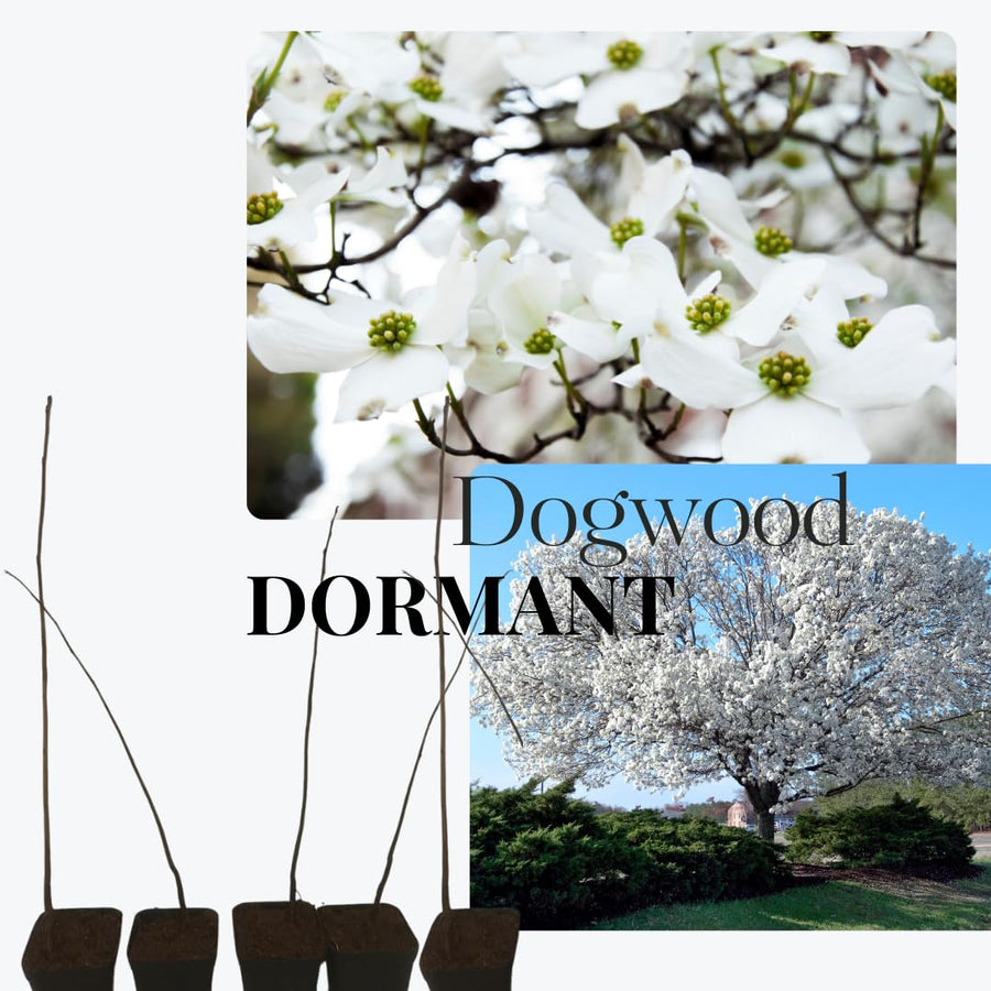 2 White Flowering Dogwood Trees Shrubs Bushes, Bare Root, 12-18" Dormant Dogwood Trees Live Plants for Planting Outside