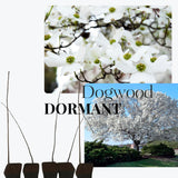 Kousa White Dogwood Trees Shrubs Bushes Live Plants in Quart Pot, Dogwood Trees Live Plants for Planting Outside, Flowering Dogwood 6-13 Inc Tall