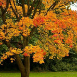 Set of 2 Sassafras Seedlings Plant, 12-18" Tall, Sassafras Live Trees for Outdoor Planting, Bare Root in Winter