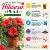 Hibiscus Live Plant, Hardy Hibiscus Flower Plant, Hibiscus Flowering Shrub 5-8 Inch Tall (Pink Blooms)