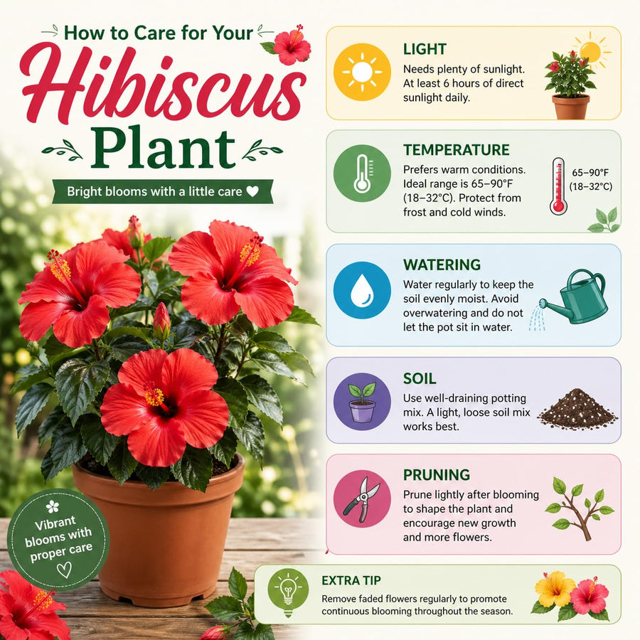 Hibiscus Live Plant, Hardy Hibiscus Flower Plant, Hibiscus Flowering Shrub 5-8 Inch Tall (Pink Blooms)