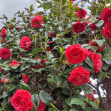 Camellia Plant Live for Outdoor Planting, Camellias Starter in 4'' Pot, Vibrant Ornamental Blooms, 8-12'' Tall (Red Camellia)