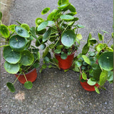 Peperomia Pilea Plants Live, 2 Plants, Live Money Tree Plants, Peperomia Pilea Live Plant, No Pot