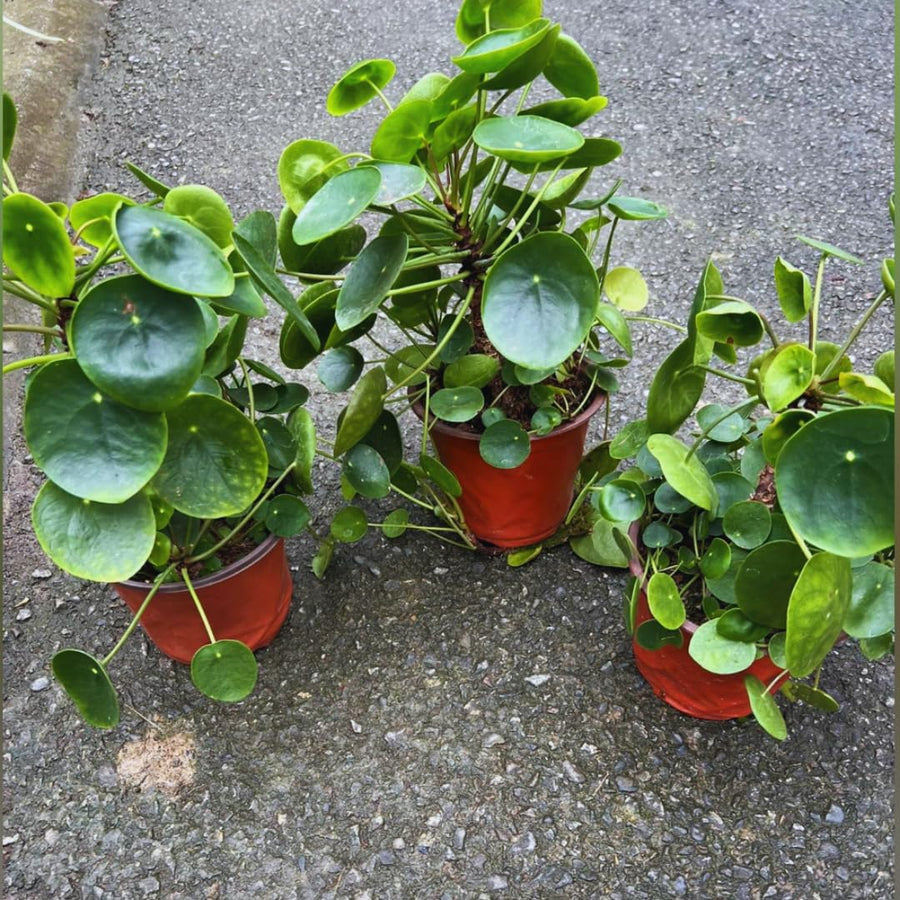 Peperomia Pilea Plants Live, 2 Plants, Live Money Tree Plants, Peperomia Pilea Live Plant, No Pot