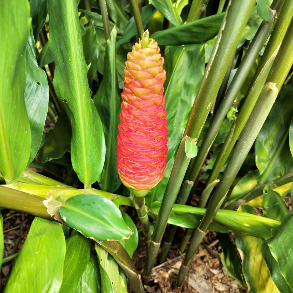 2 Awapuhi Shampoo Ginger Roots for Planting, Zingiber Zerumbet Pinecone Ginger Rhizomes, Fresh Ginger Rhizomes to Grow
