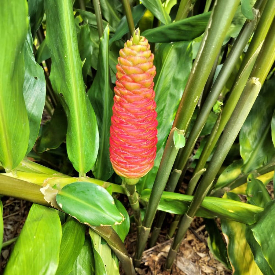 2 Awapuhi Shampoo Ginger Roots for Planting, Zingiber Zerumbet Pinecone Ginger Rhizomes, Fresh Ginger Rhizomes to Grow